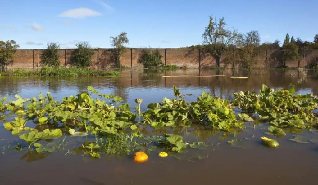 Cerca de 10.000 hectáreas de áreas cultivables en Colombia estarían en riesgo por lluvias a final de año Fenómeno de La Niña