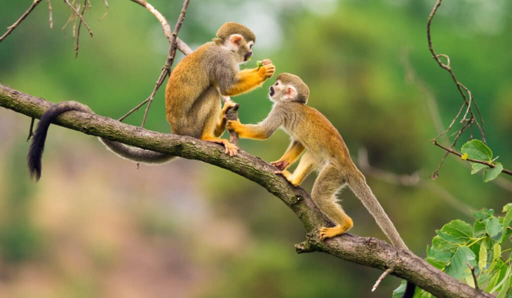 Bonos de biodiversidad