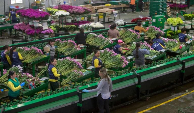 Sector floricultor de Colombia