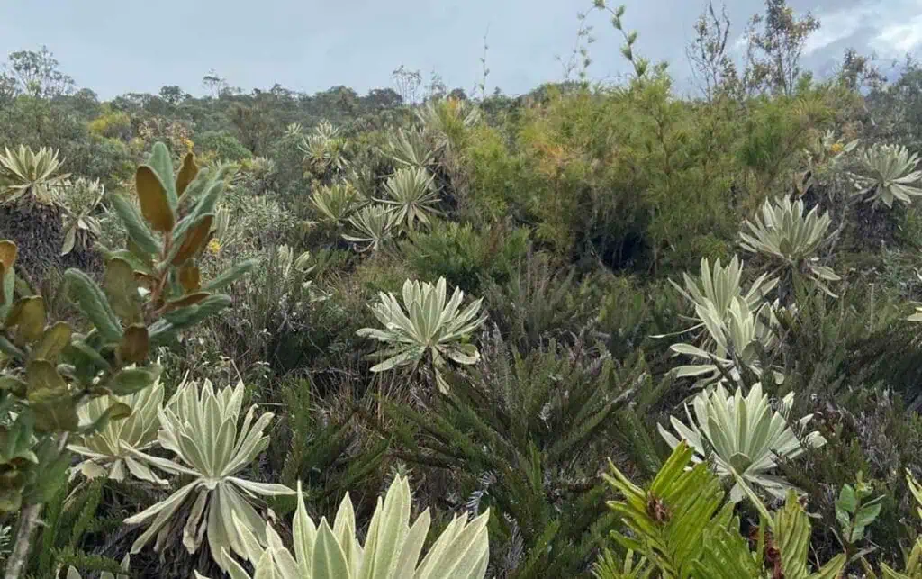 COP16: ISA cerró alianza para preservar frailejones en páramos de Colombia COP16: ISA cerró alianza para preservar frailejones en páramos de Colombia