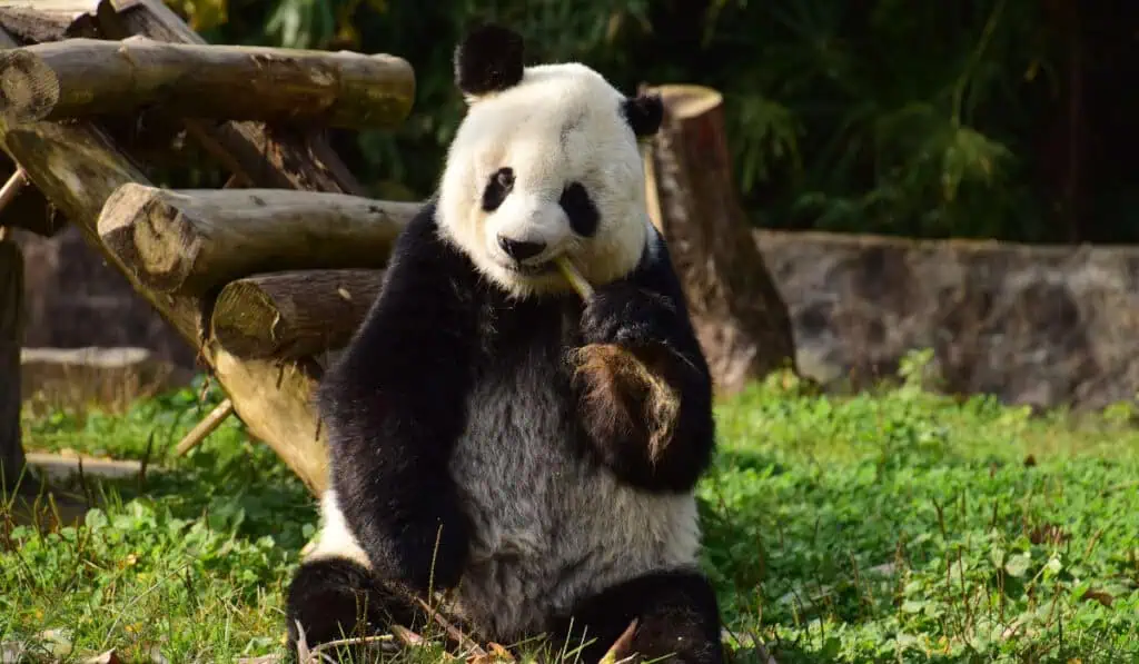 La figura diplomática que representan los pandas gigantes para China Los pandas gigantes y su repercusión en las relaciones diplomáticas (1)