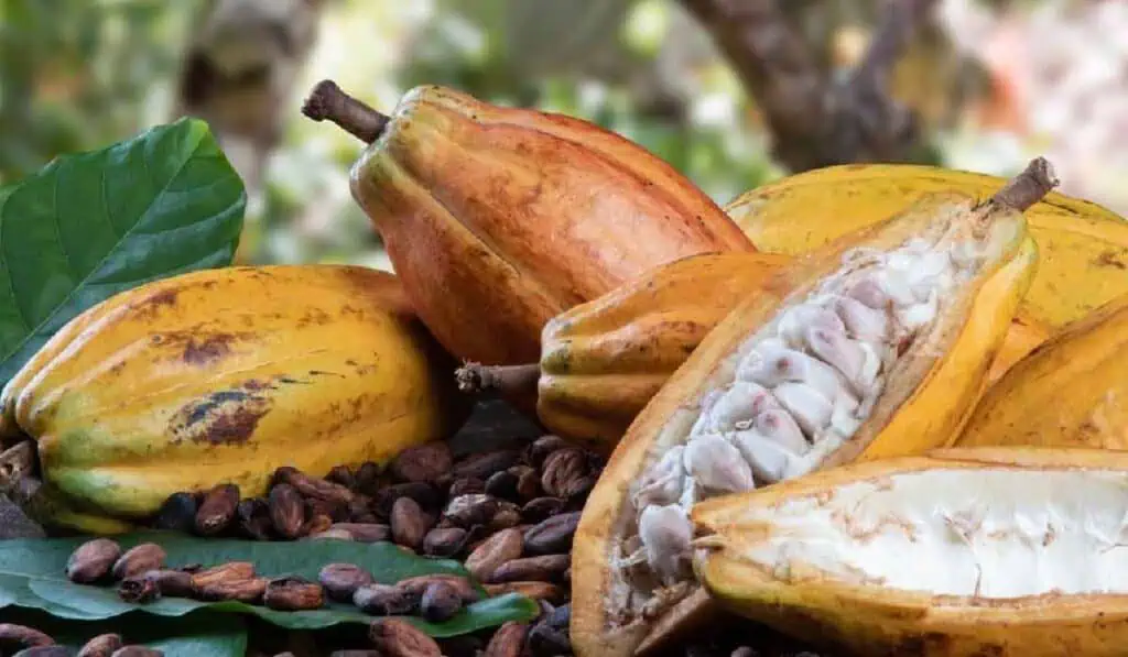 Crece la producción de cacao en Colombia, mientras en el mundo cae más de 11 % Crece la producción de cacao en Colombia, mientras en el mundo cae más de 11 %