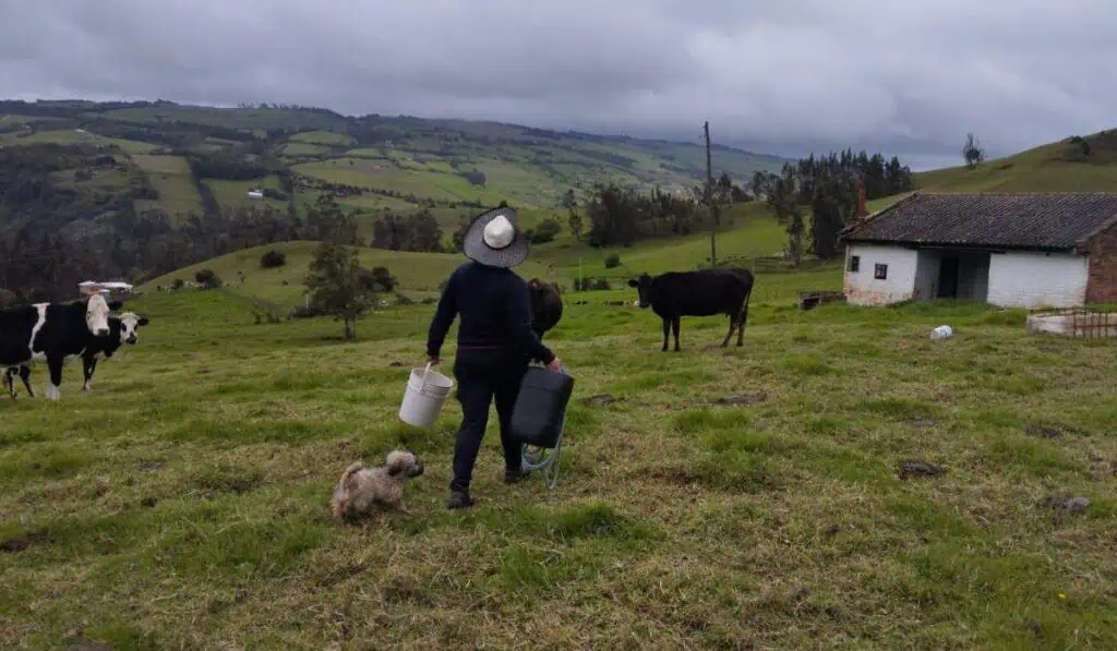 Eliminación de arancel a leche en polvo podría causar crisis en productores de Colombia Arancel a leche importada