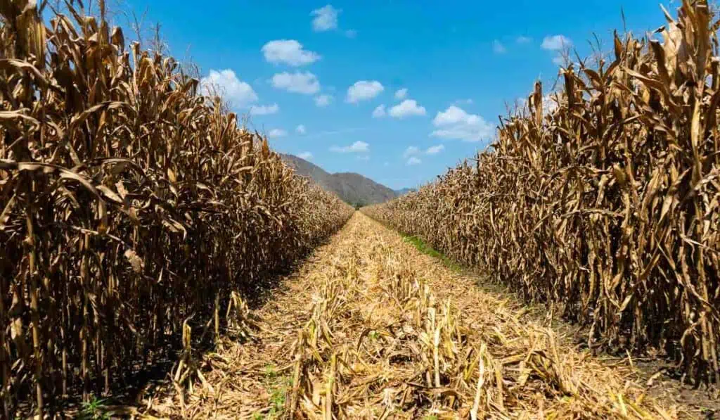 Superola de calor tendría un impacto económico mayor al de la fallida tributaria de $16,3 billones Fenómeno de El Niño en Colombia. Imagen: Fenalce
