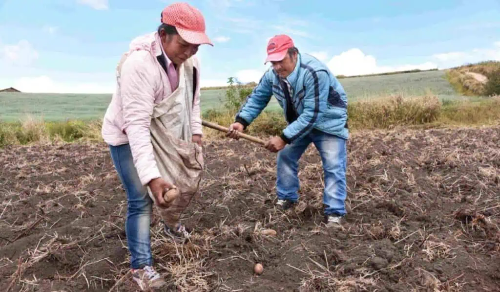 Microseguros climáticos: Así puede proteger sus cultivos y negocios en temporada de lluvias Microseguros climáticos: Así puede proteger sus cultivos y negocios en temporada de lluvias