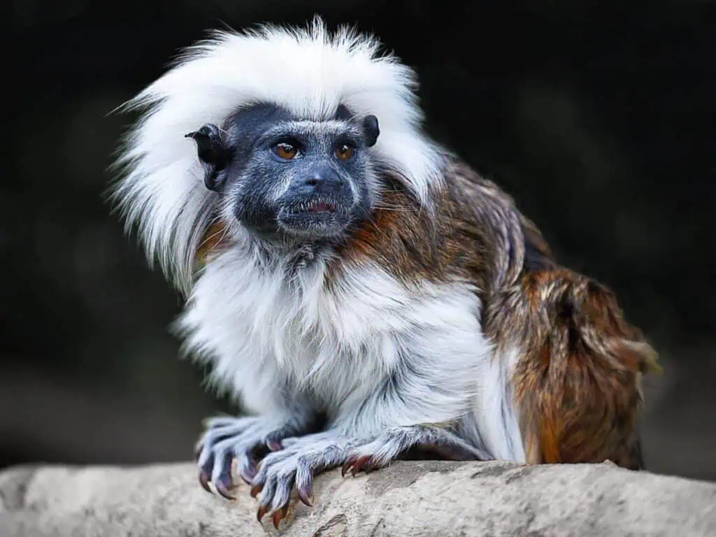 Conozca especies de fauna de hábitat crítico en proyectos con licenciamiento ambiental Mono tití colombiano
