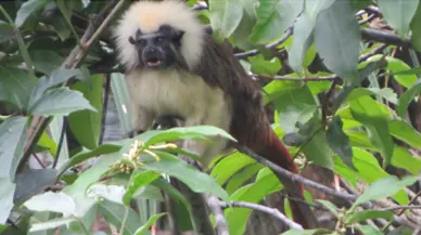 Conozca especies de fauna de hábitat crítico en proyectos con licenciamiento ambiental Conozca especies de fauna de hábitat crítico en proyectos con licenciamiento ambiental