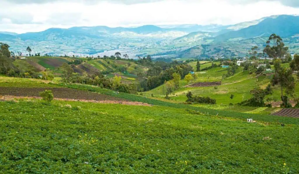 Seis sectores clave a los que les pegaría con mayor fuerza el Fenómeno de El Niño en Colombia Fenómeno de El Niño aumentará el precio de los alimentos