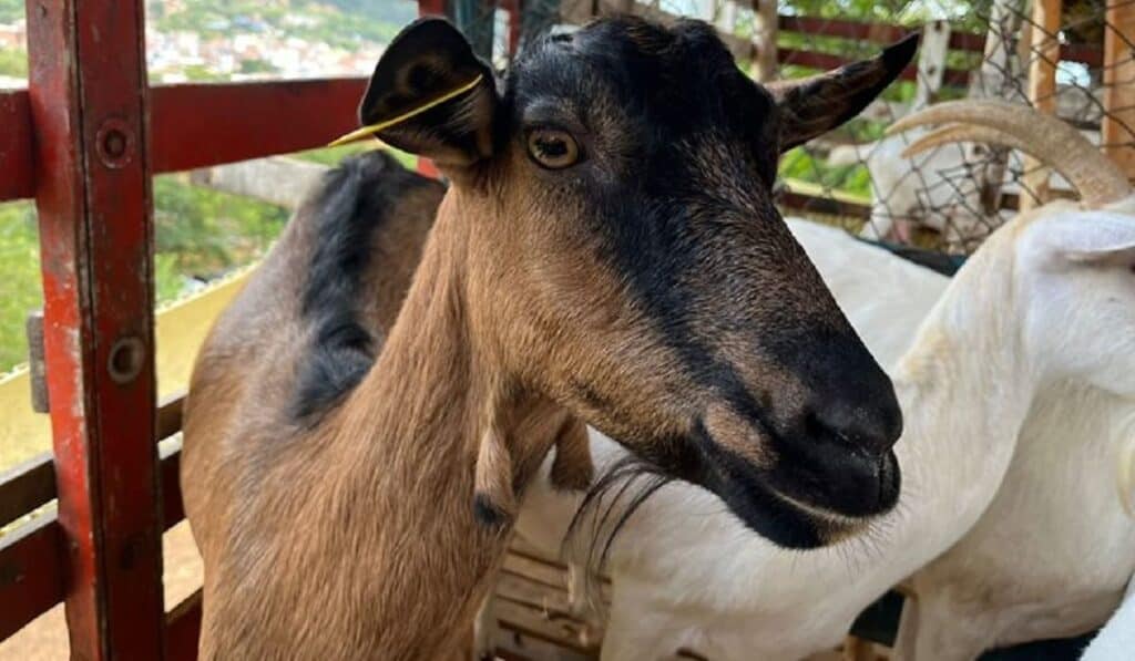 Animales