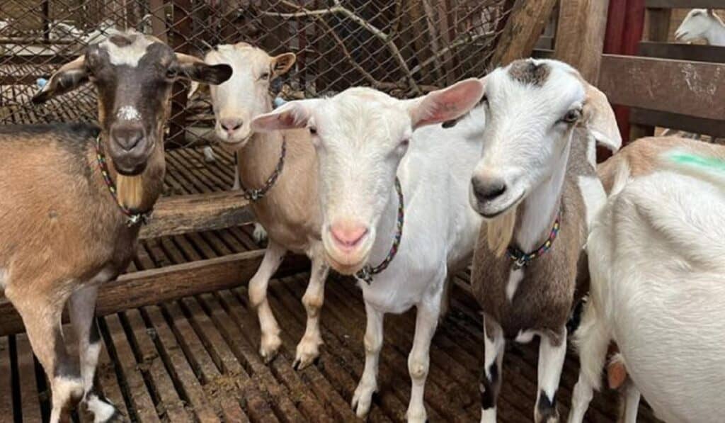 Animales