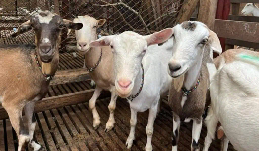 ICA declara emergencia sanitaria en La Guajira por brote de carbunco bacteridiano, conocido como ántrax Animales
