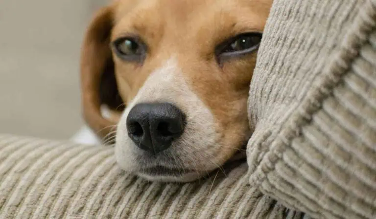 Ciudadanos con mascotas en Colombia tendrían beneficio remunerado: Así sería Norma para quienes tienen mascotas en conjuntos