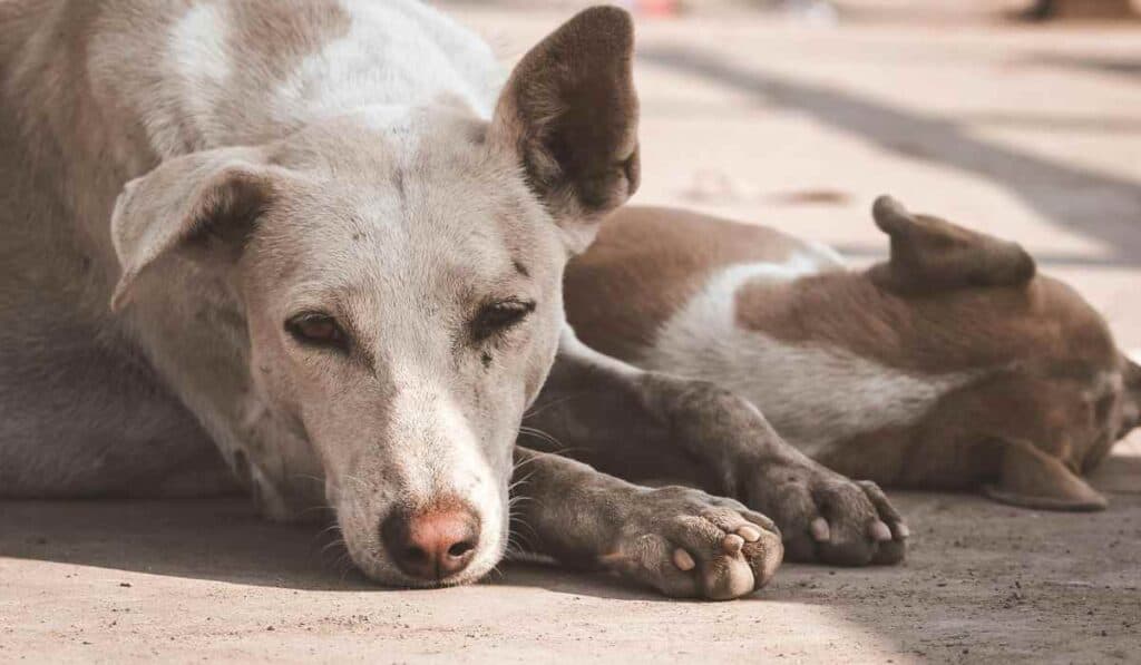 Entidades que ofrecen seguros para mascotas