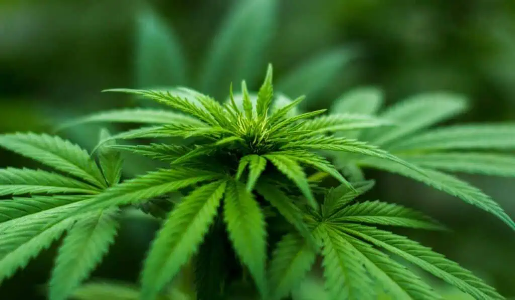 Mercado del cannabis colombiano tendría importante impulso económico en 2025 Mercado del cannabis colombiano tendrá impulso económico grande en 2025