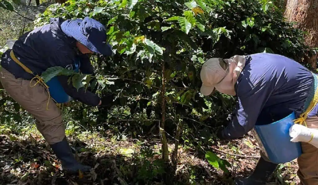 Sector agro colombiano tendrá disponible una nueva opción de confirming con BBVA Productores agrícolas