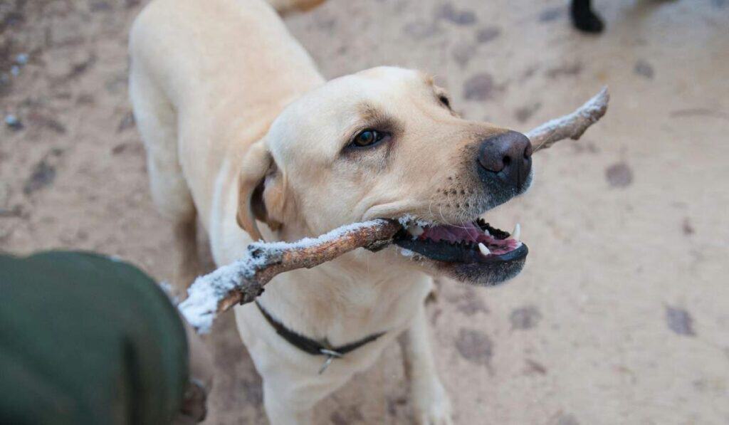 Uso de bozal en perros altamente peligrosos en zonas comunes de conjuntos residenciales
