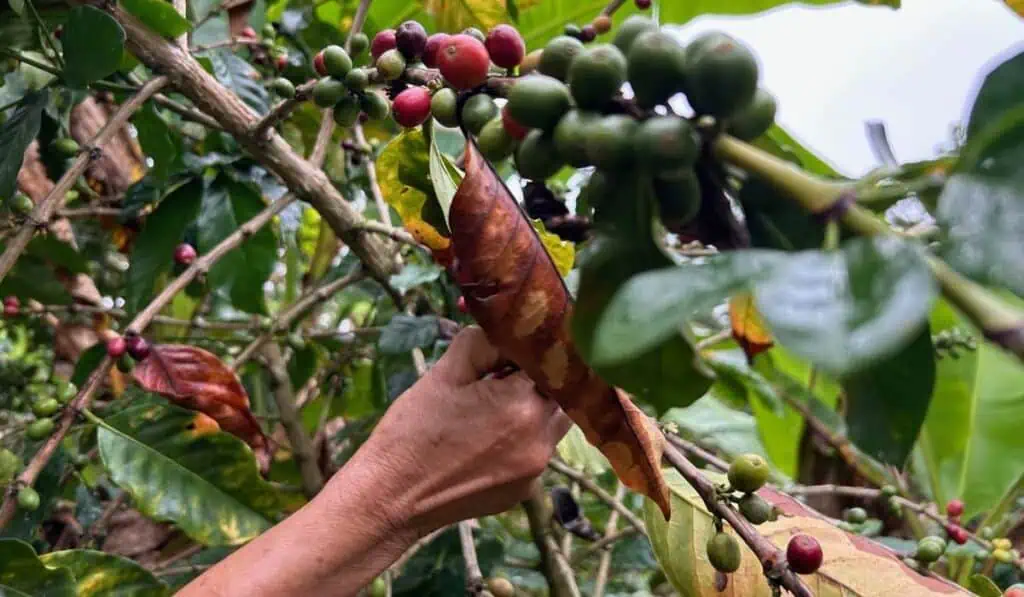 Colombia logró la mayor producción de café en los últimos 30 años y crecen las exportaciones Café de Colombia