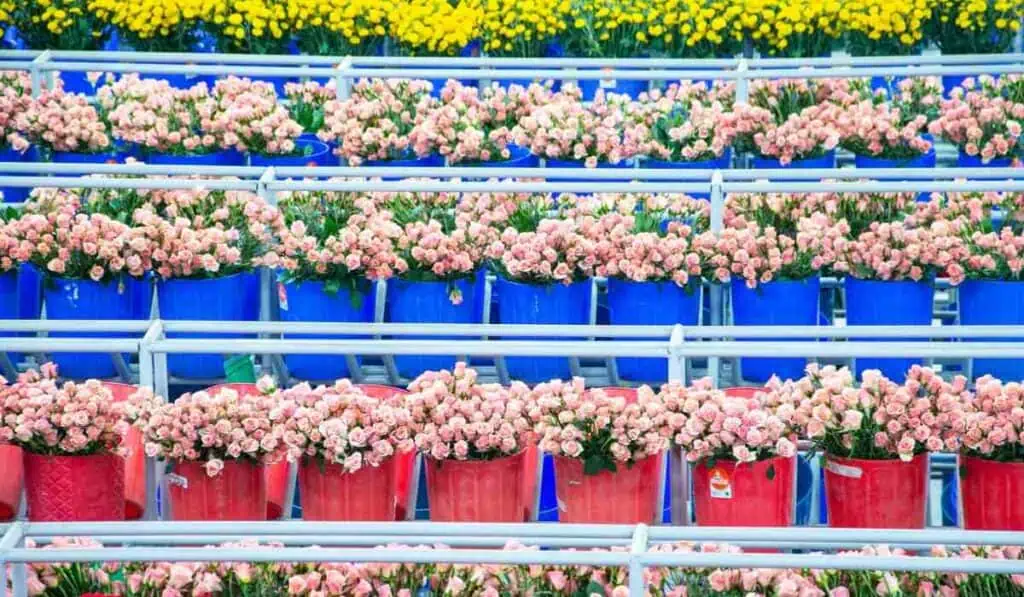 San Valentín: temporada en que la floricultura colombiana realiza 15 % de sus ventas del año Floricultura colombiana