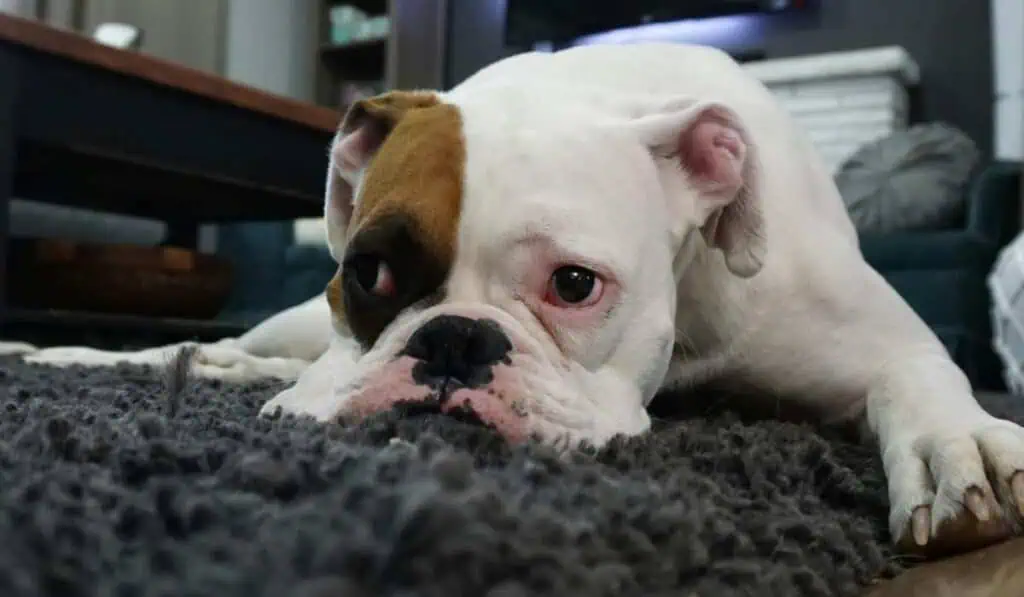 Multa de más de $700.000 que tendrán que pagar quienes tengan perros en conjuntos por exigente norma Costosa multa por pasear perros potencialmente peligrosos en conjuntos residenciales sin bozal