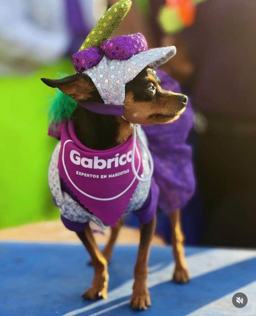 Perrita en el Carnaval Pet Lovers 2025. Foto: cortesía Gabrica.