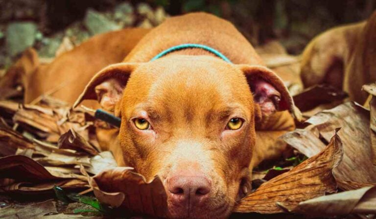 Multas que se establecen en el Código de Policía por tenencia irresponsable de mascotas