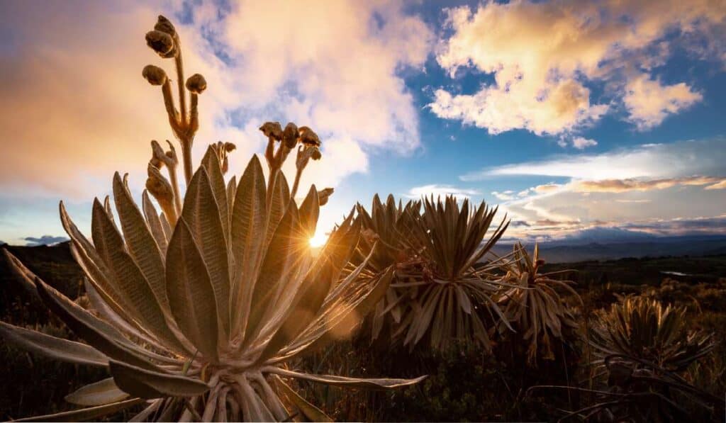 Bavaria logra la protección de 15.000 hectáreas de páramo en Santurbán, Guerrero y Chingaza 