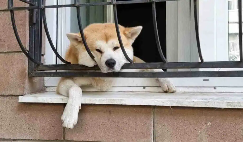 Personas en conjuntos tendrían que pagar más de $400.000 por acción común que hacen los perros Multas que deben pagar quienes viven en conjuntos por ruido excesivo de mascotas