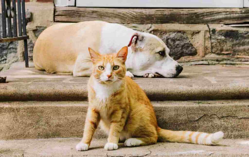 Normas de convivencia para quienes tienen mascotas en apartamentos en conjuntos