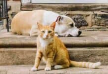 Normas de convivencia para quienes tienen mascotas en apartamentos en conjuntos