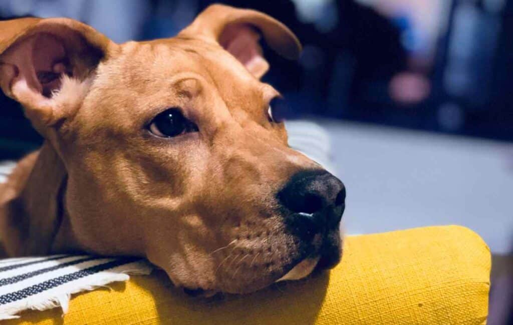 Perros de cuidado especial tienen normas puntuales para habitar en conjuntos