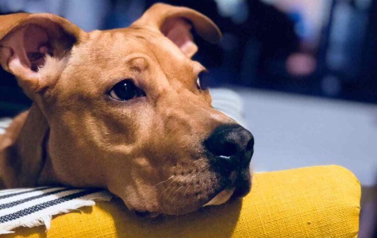 Perros de cuidado especial tienen normas puntuales para habitar en conjuntos