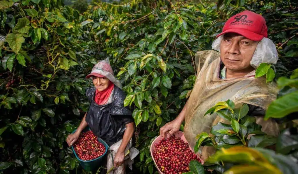 Banco Agrario asigna $186.000 millones en créditos para esquemas asociativos del agro colombiano Exportaciones agropecuarias
