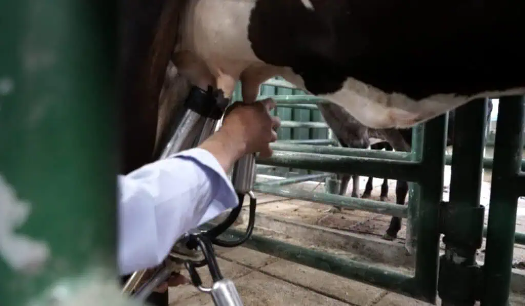 Se frena la caída en las ventas de leche en Colombia Industria láctea en Colombia
