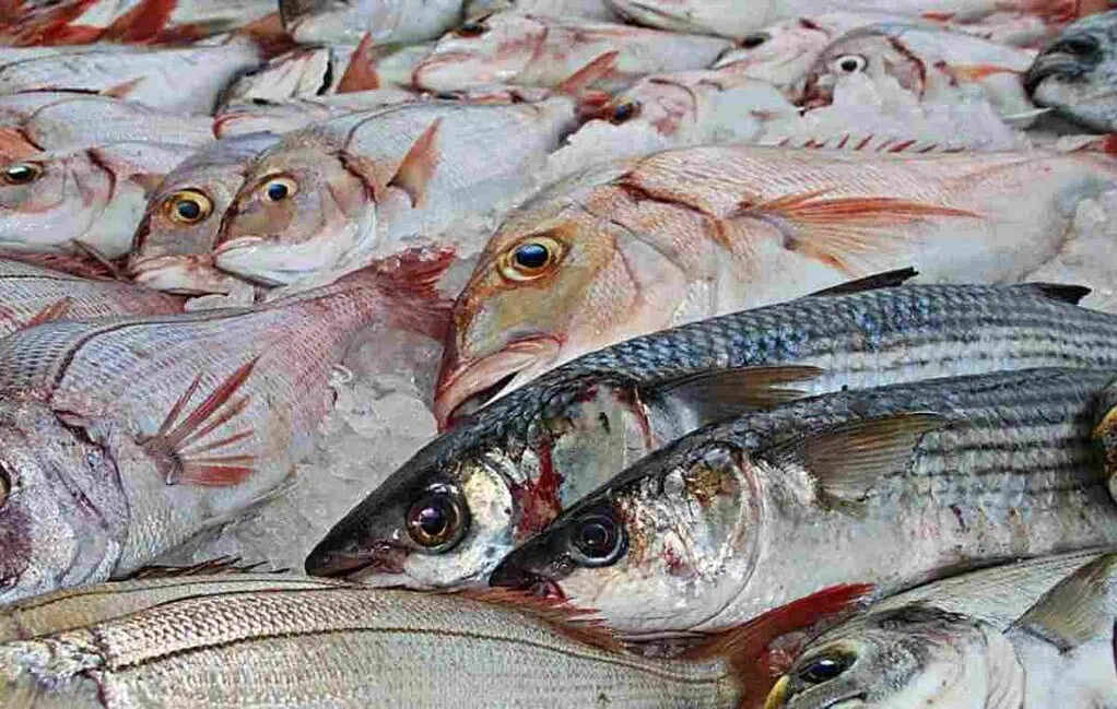 Almacén de cadena vende pescado de alta calidad a un precio accesible Demanda de pescado en Semana Santa