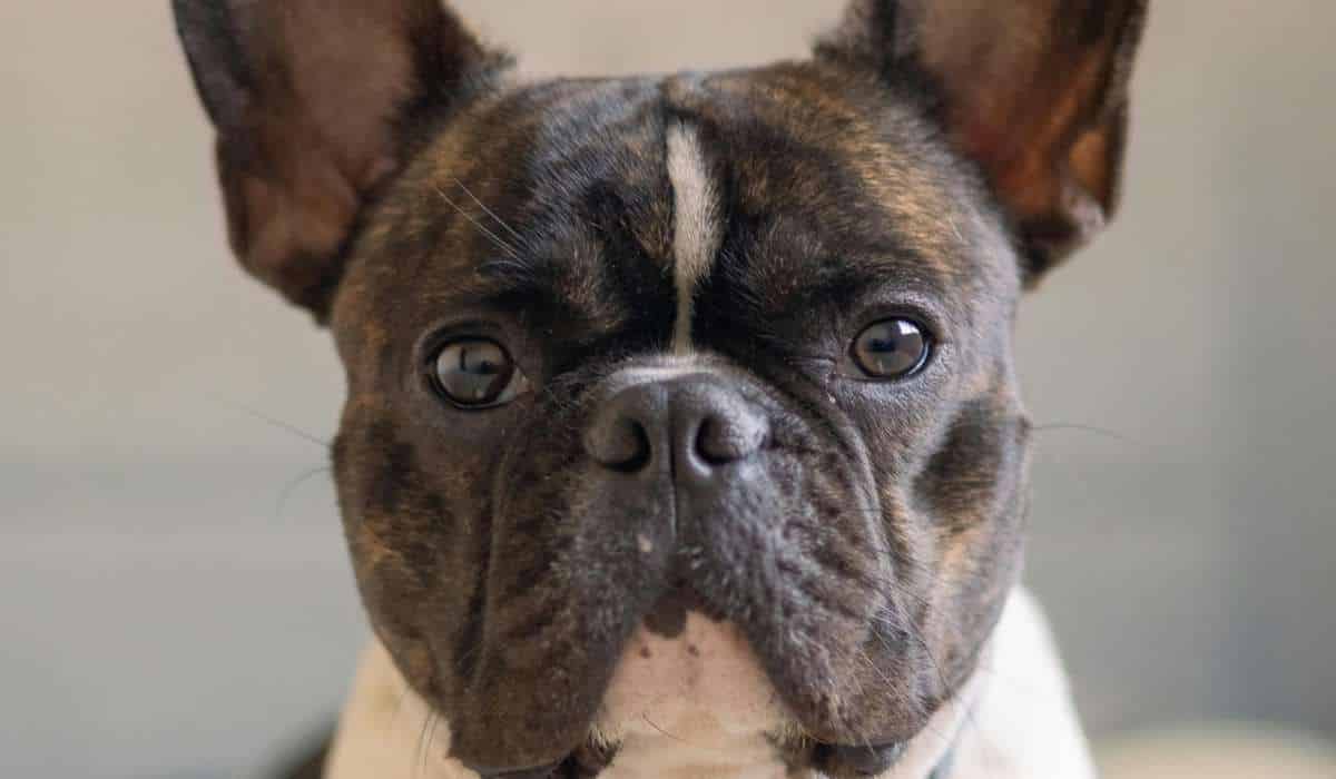 Documentos para perros de cuidado especial en Colombia