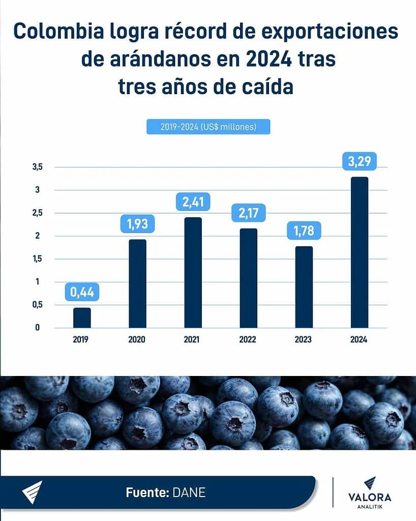 Exportaciones de arándanos en Colombia volvieron a crecer en 2024 después de tres años de caídas Arándanos colombianos