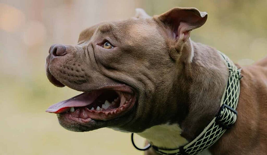 Los ciudadanos deben cumplir con este requisito para la tenencia de perros de cuidado especial