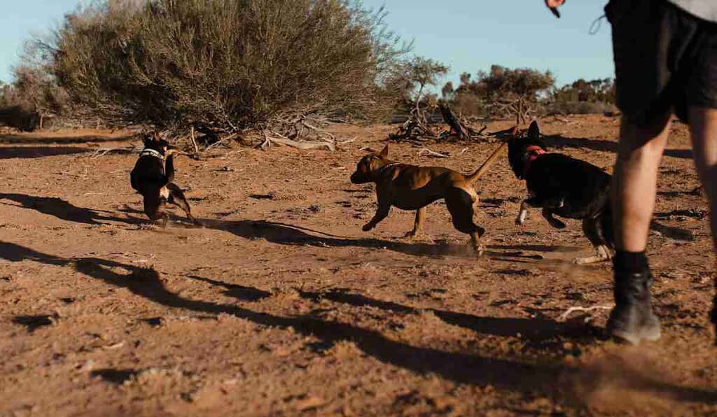 Multa que tendrán ciudadanos que no recojan excrementos de sus mascotas