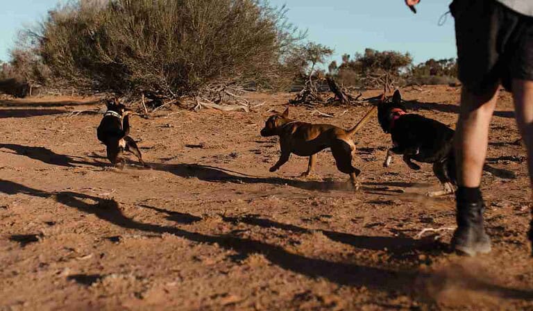 Multa que tendrán ciudadanos que no recojan excrementos de sus mascotas