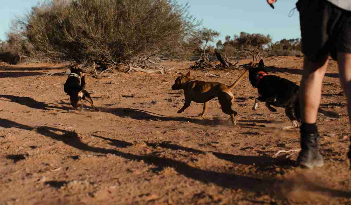 Personas que pasean perros les aplicarán multa por gran irresponsabilidad: Ley da fuerte sanción