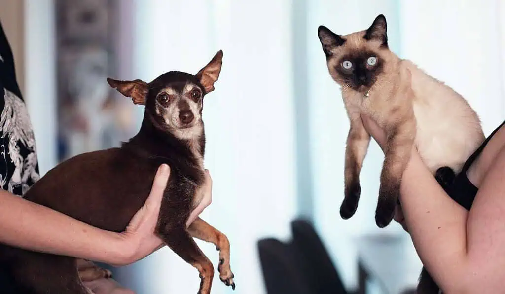 Ciudadanos con mascotas tendrán importante protección: Seguros les brindará estos beneficios Nueva protección para mascotas en Colombia