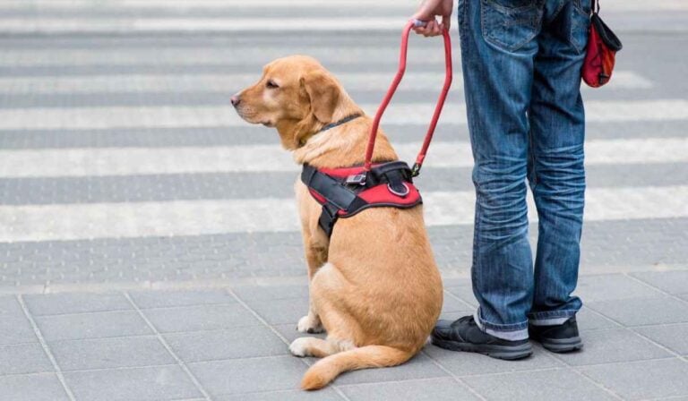 Perros guía en Colombia