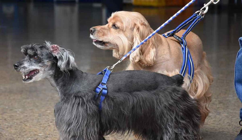 Perros guía para personas con discapacidad visual