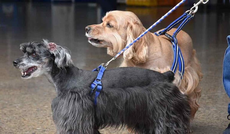 Tener un perro en Colombia puede implicar pagos obligatorios en estos casos Perro guía para personas con discapacidad visual