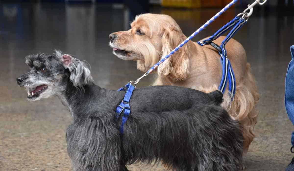 Perro guía para personas con discapacidad visual