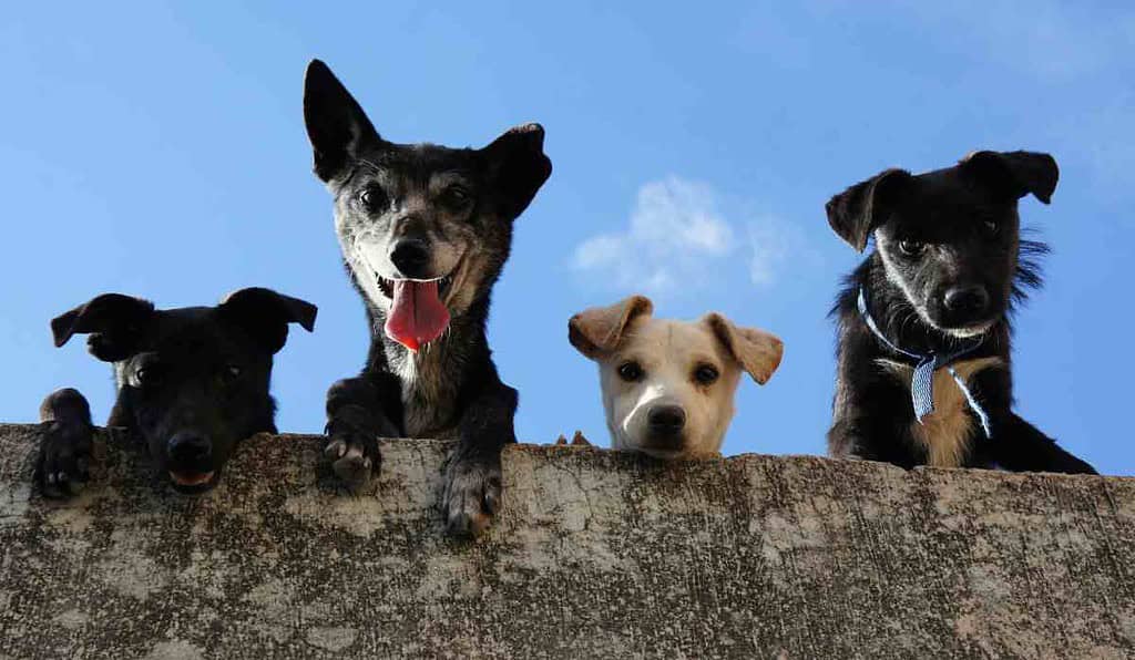 mascotas