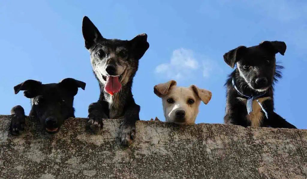 Ciudadanos con mascotas tendrán importante protección: Seguros les brindará estos beneficios Seguro de asistencia para mascotas de Seguros Mundial