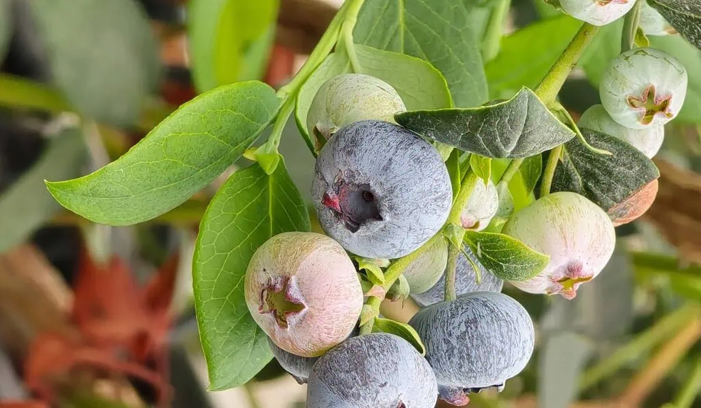 Exportaciones de arándanos en Colombia volvieron a crecer en 2024 después de tres años de caídas arándanos