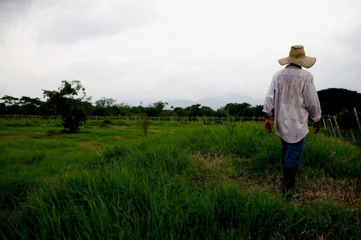 Esto mueve a la economía de Colombia en lo corrido del año: ¿Cómo le va al agro?