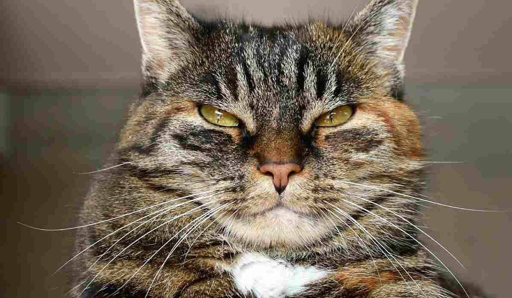 Acción común por lo que pueden multar a propietarios de gatos en conjuntos